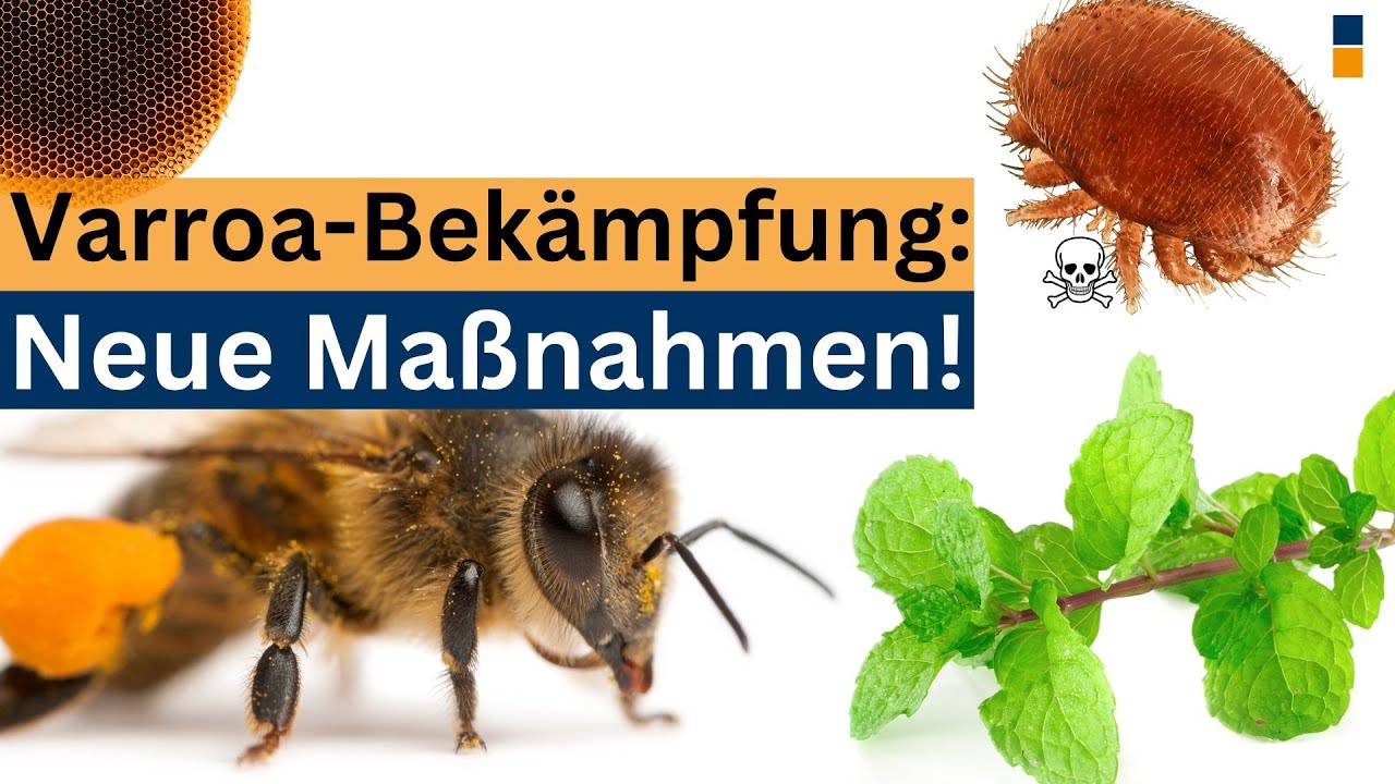 Bergminze o. Apenninen Lavendel gegen Varroa - eine neue Studie über noch nicht zugelassene Mittel!
