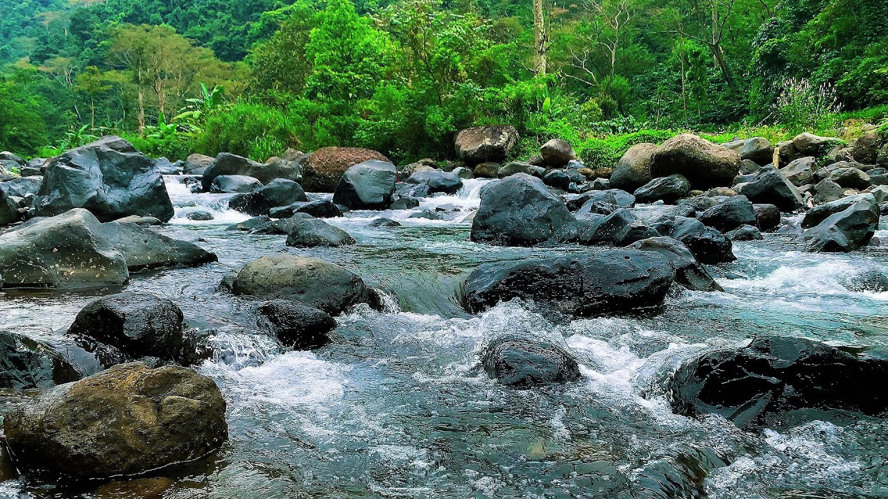 Serene Forest Ambience - Clear Water Stream and Forest Birds Calling in Secluded Nature for Relax