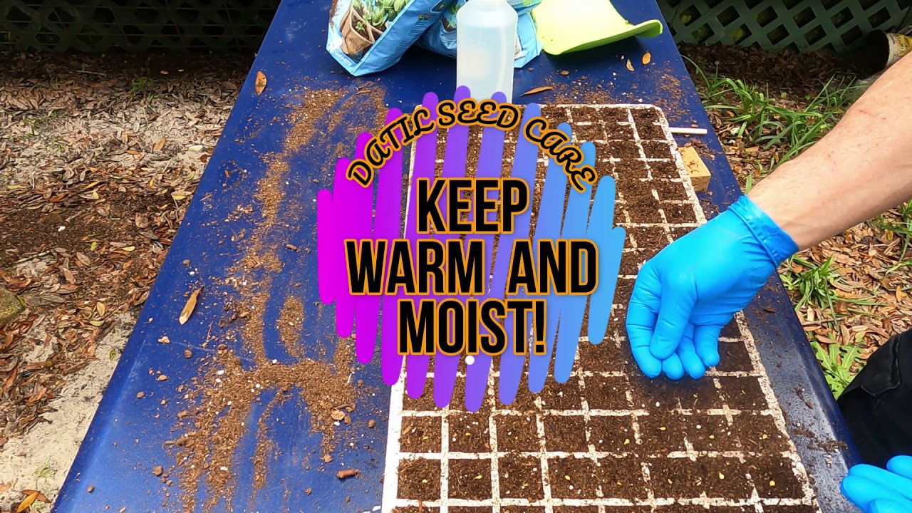 How To Plant Datil Pepper Seeds
