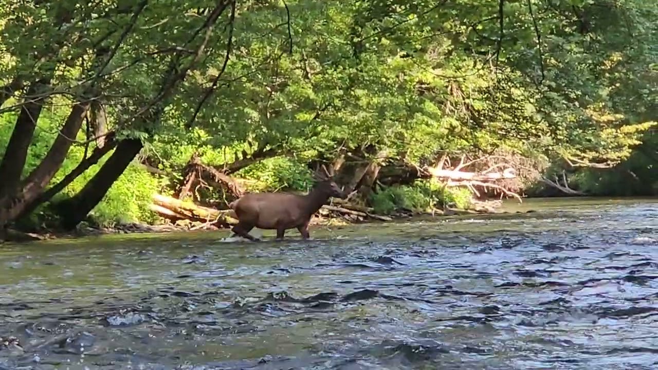 Elk family sighting on the Oconaluftee River