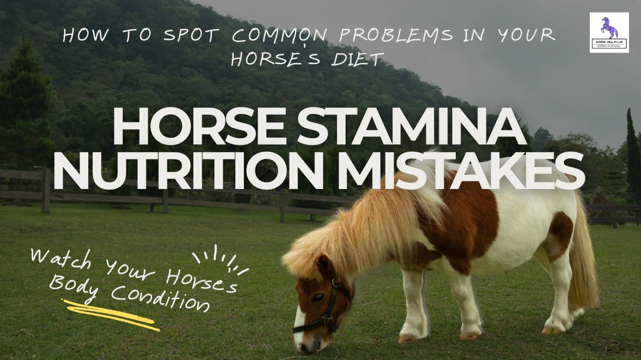 Horse Stamina Nutrition Mistakes Explained