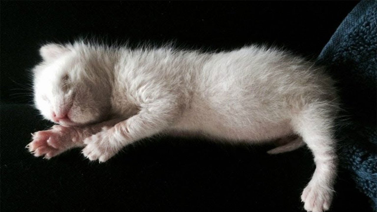 Woman Who Finds A Kitten Abandoned In A Parking Lot Makes This Stunning Choice #INSIDE FACTS