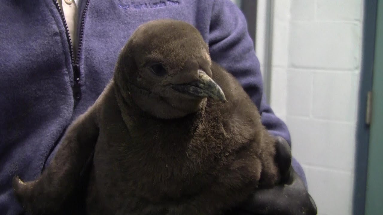 Penguin chicks weigh in at Saint Louis Zoo