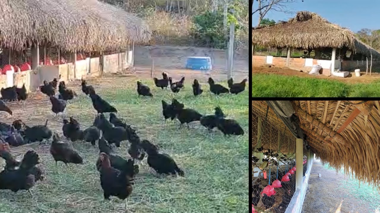 Cobertura do galpão das galinhas com palha de babaçu