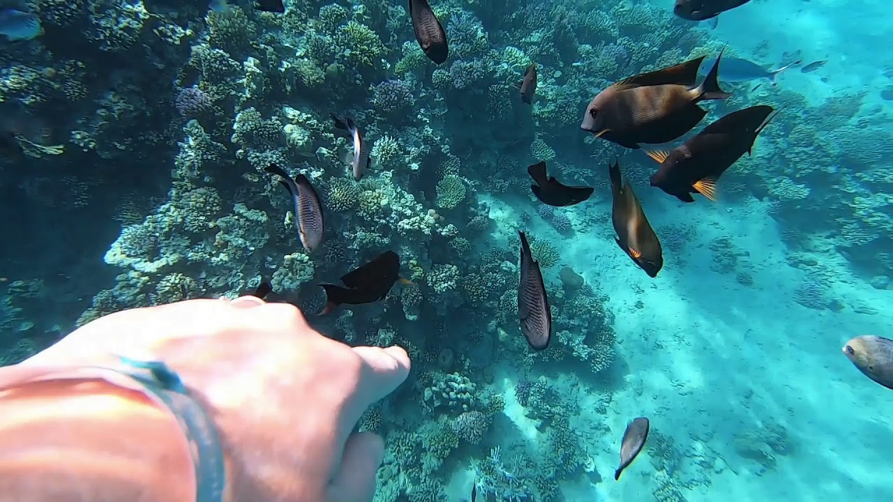 VLOG Сноркелинг. Риф отеля SUNRISE Royal Makadi Aqua Resort/ Hurghada Egypt