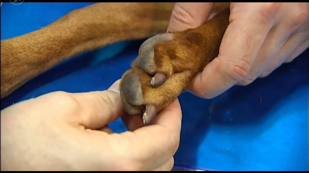 Untersuchung der Hintergliedmaße am liegenden Hund – von den Zehen bis zu den Tarsalknochen