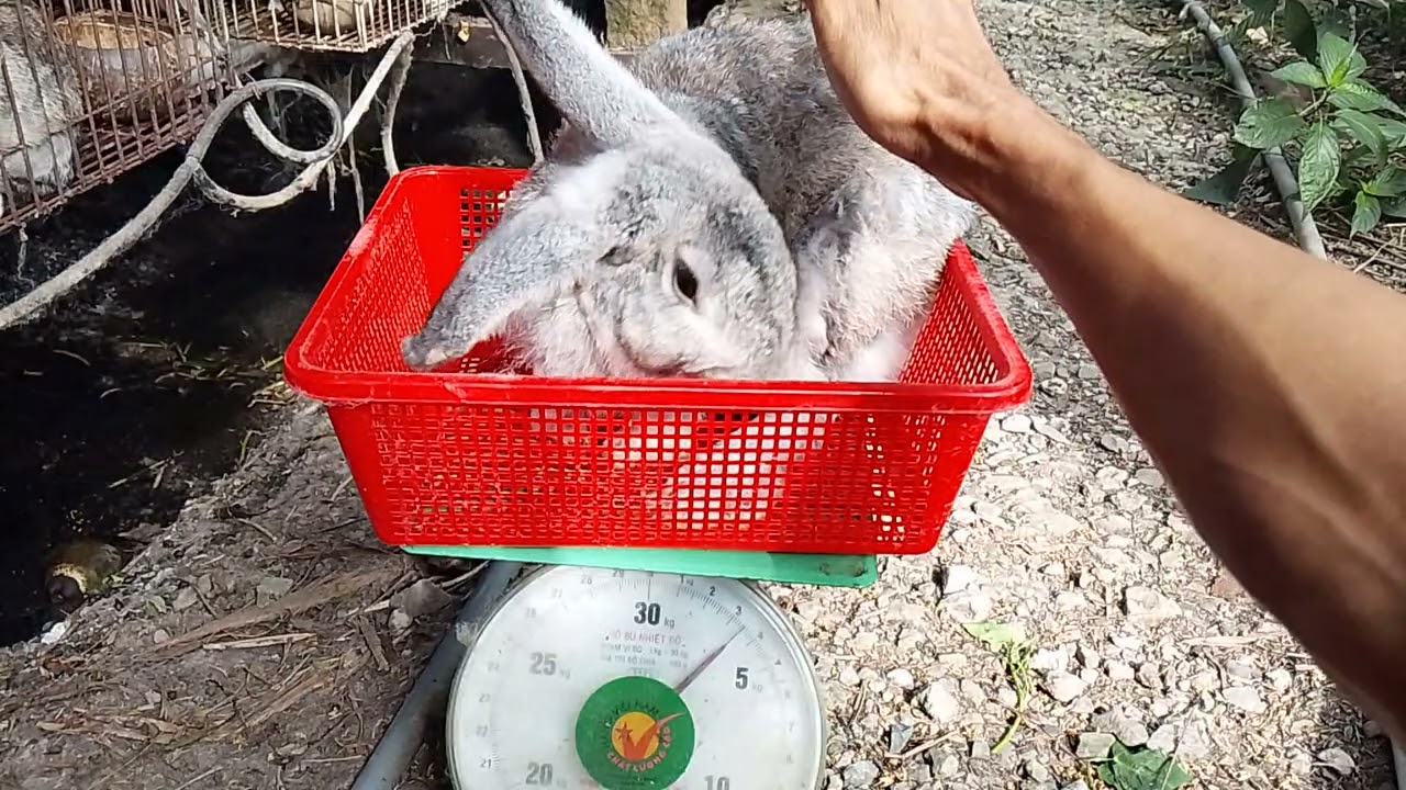 Thỏ thịt giá 150 000kg