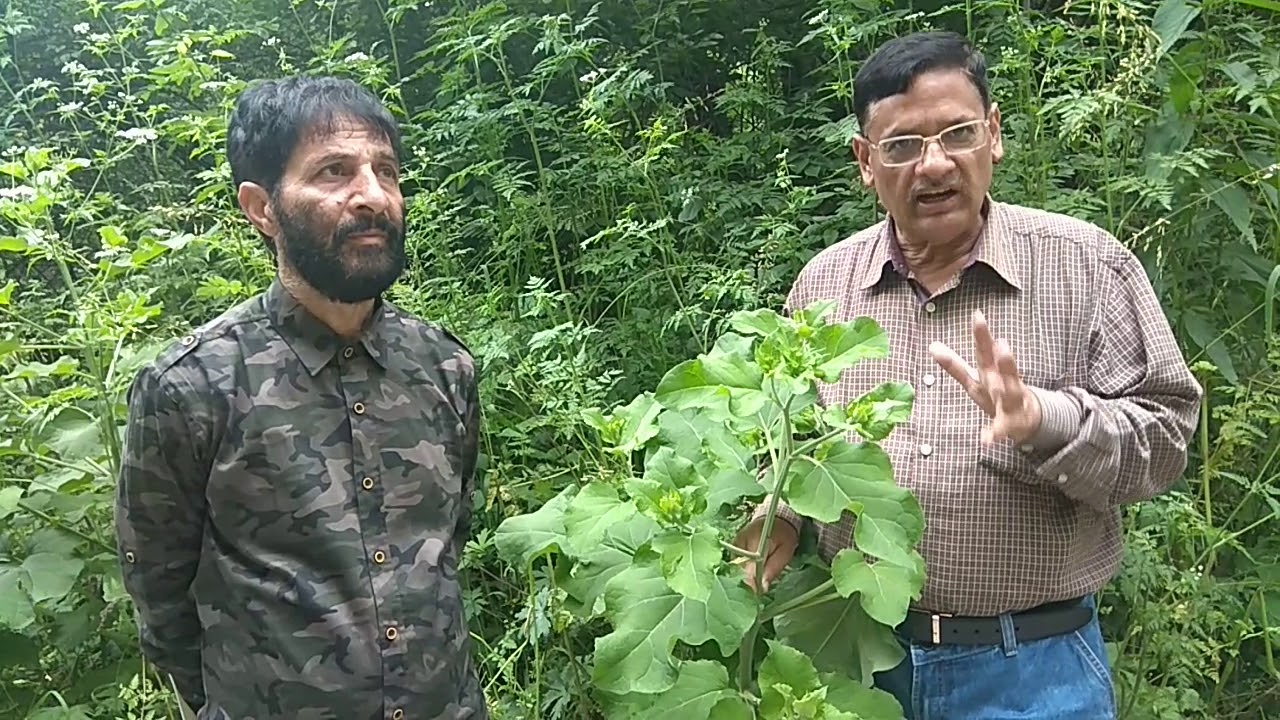 Arctium lappa Richhkutth