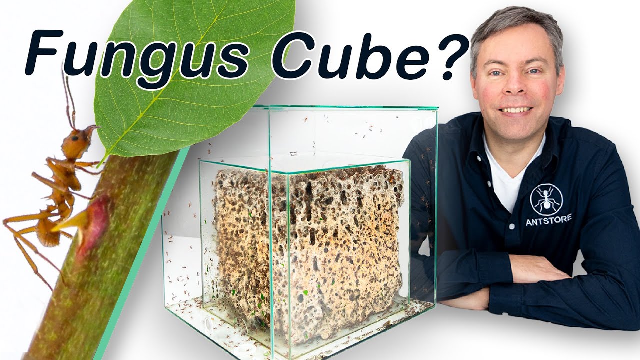 Der Fungus Cube - Infos zum Pilzaufbau