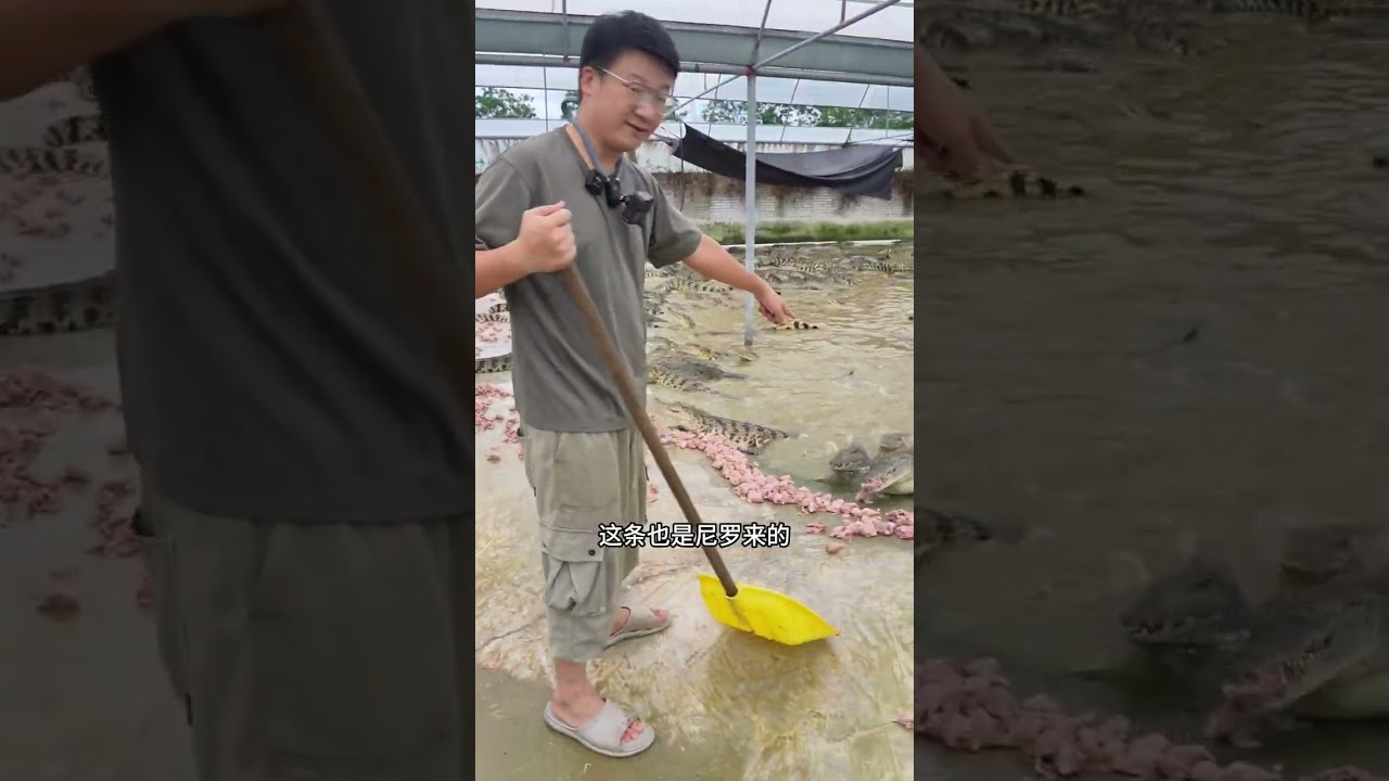 解冻4000斤鸡头，只喂三条鳄鱼，一条暹罗，还有尼罗和湾鳄 养鳄人忙碌的一天#鳄鱼 #特种养殖 #鳄鱼养殖场 #喂鳄鱼 #小胖养鳄鱼