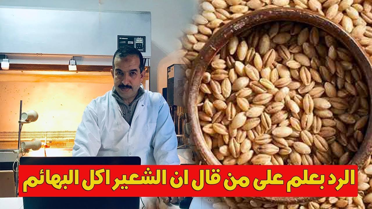 محمد أوحسين : فوائد الشعير.. الرد بعلم على من قال ان الشعير اكل البهائم
