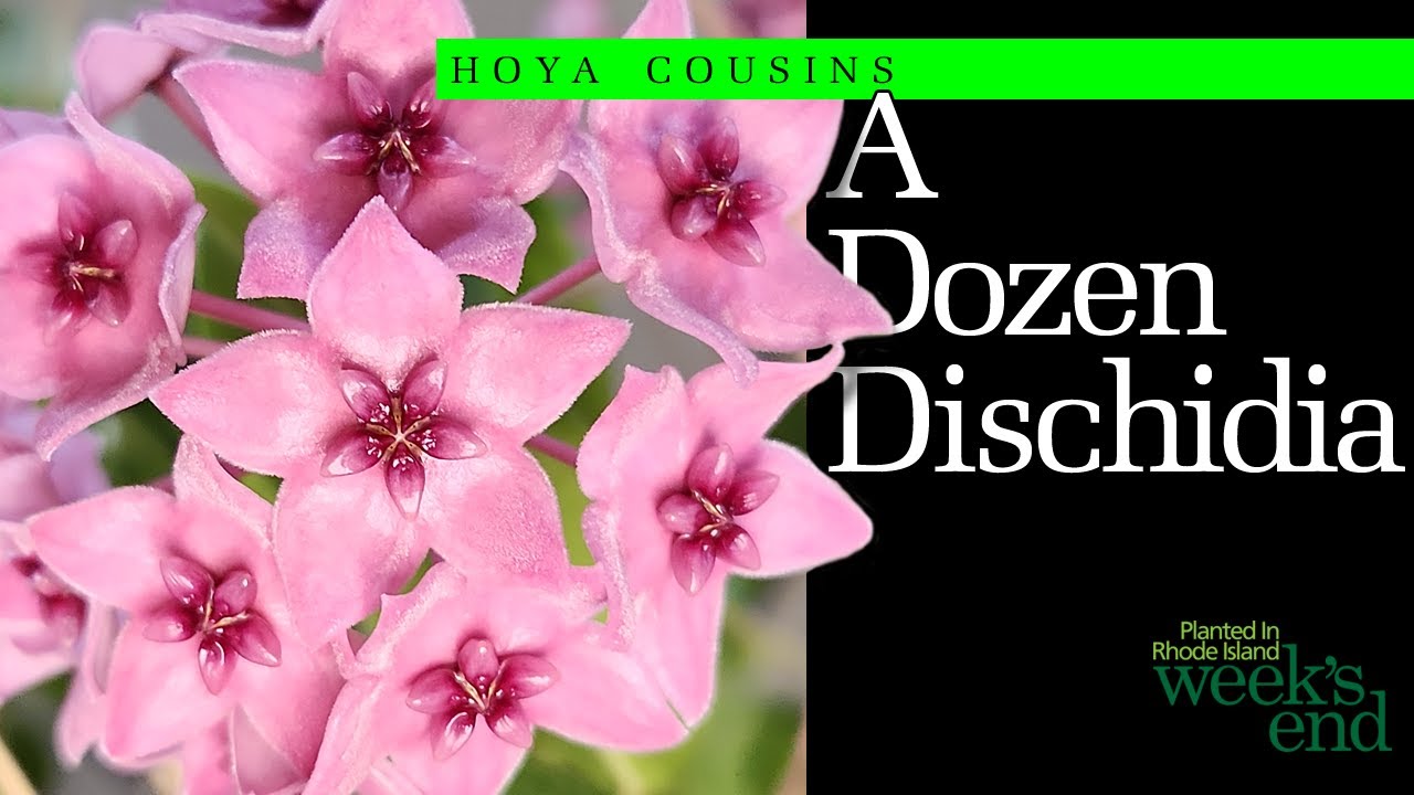A DOZEN DISCHIDIA | Updates, Care Tips, Mysteries - Dischidia ruscifolia, Dischidia ovata, And More