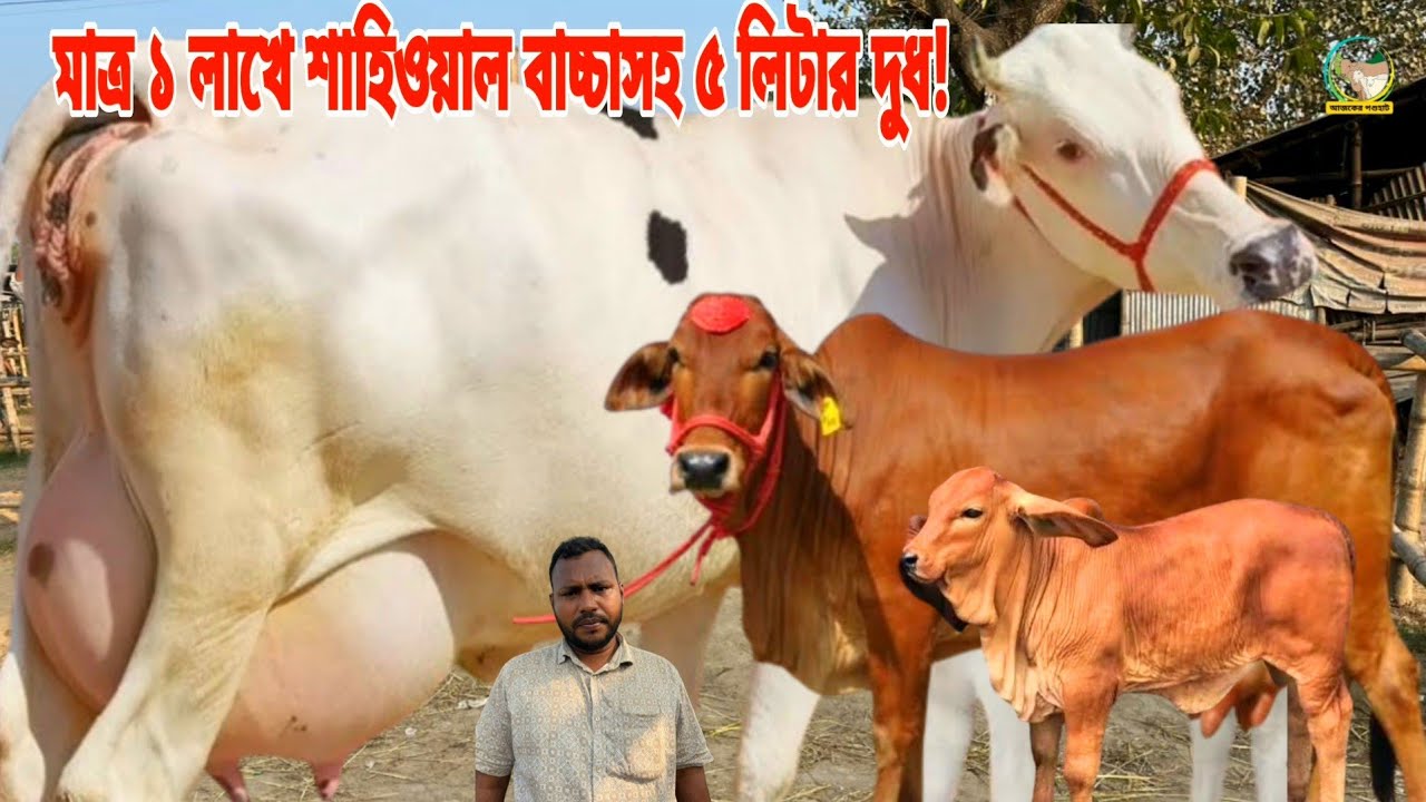 মাত্র ১ লাখে ৫ লিটার দুধ ও বড় শাহিওয়াল ষার্ড় বাচ্চা ও ১০৫ হাজারে বড় বকনা বাচ্চাসহ ৯ লিটার দুধের গাভী