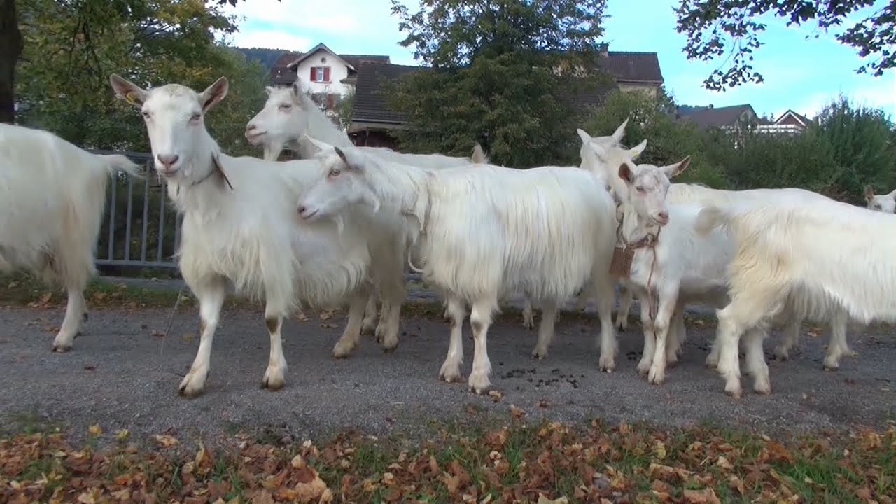 Ziegenschau Appenzell 2014