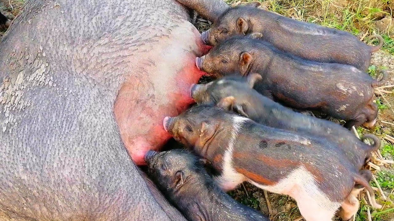 Baby Pigs Dinking Their Mother Milk - Lots of Pigs Walking in the Agricultural Land - Animals Video