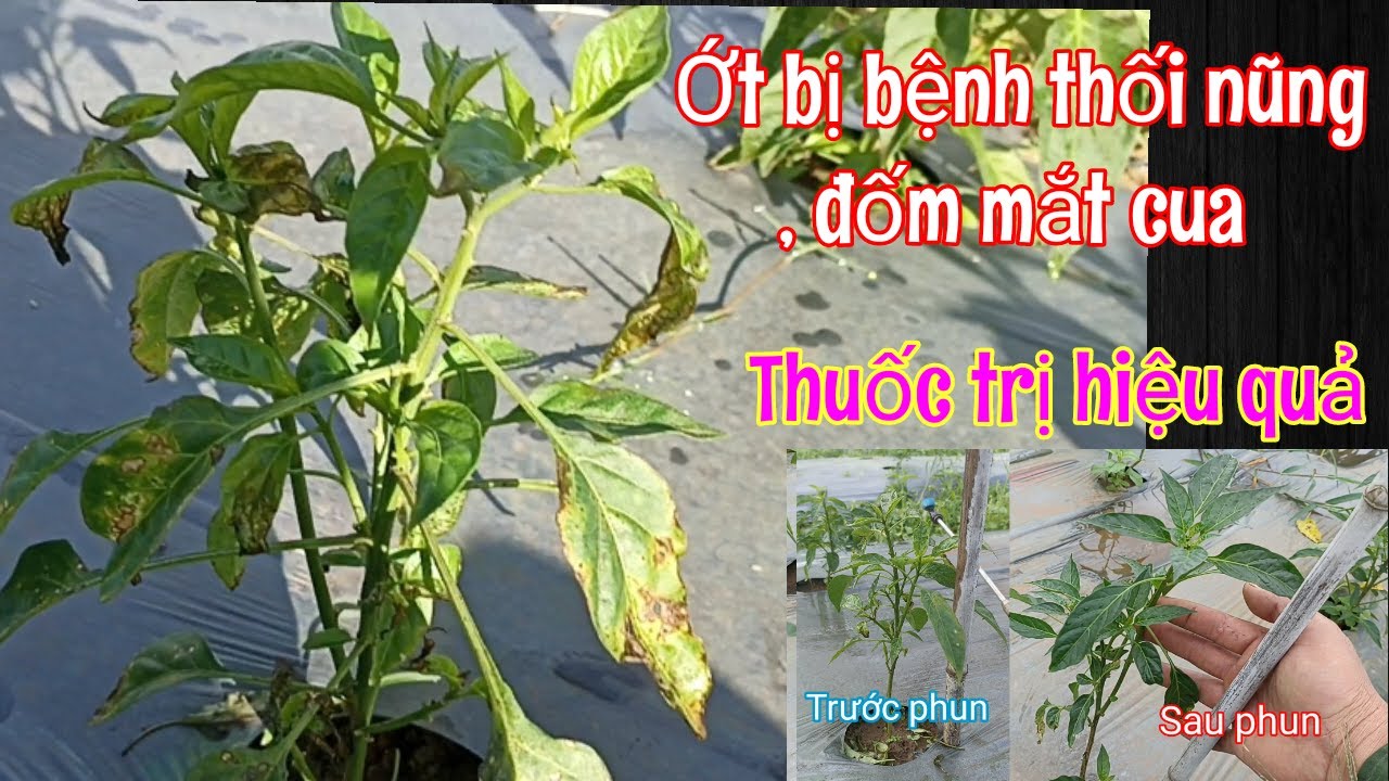 Cách Trị Bệnh Thối Nhũn, Đốm Mắt Cua Trên Cây Ớt. Thuốc Trị Bệnh Thối Nhũn Lá Ớt|| Dõm Ba Bi #45