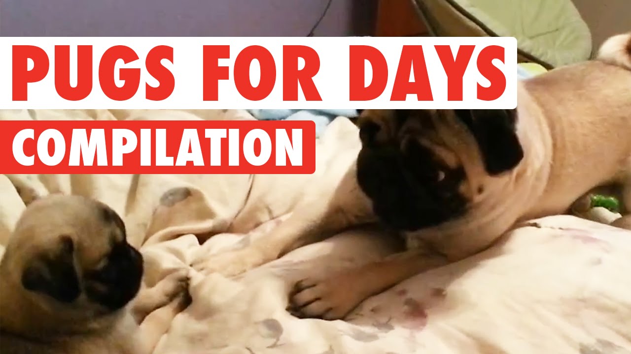 Funny Pugs For Days Video Compilation 2016