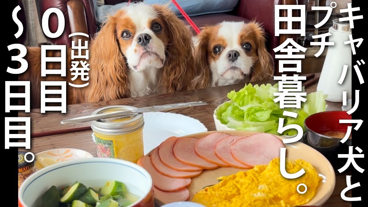 【キャバリア犬とプチ田舎暮らし】早起きしてコーヒー飲んで散歩して読書して家族みんなでご飯を食べるだけの満たされた時間【0日目～3日目】
