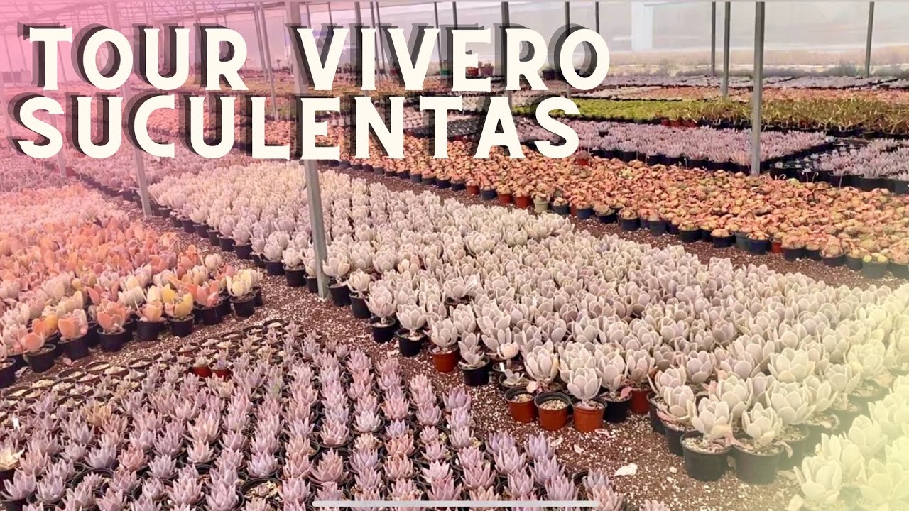 TOUR VIVERO con MILLONES DE SUCULENTAS / VISITANDO VIVERO