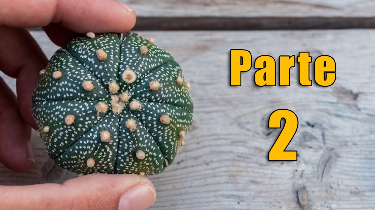 Como bajar un injerto de cactus del porta injerto