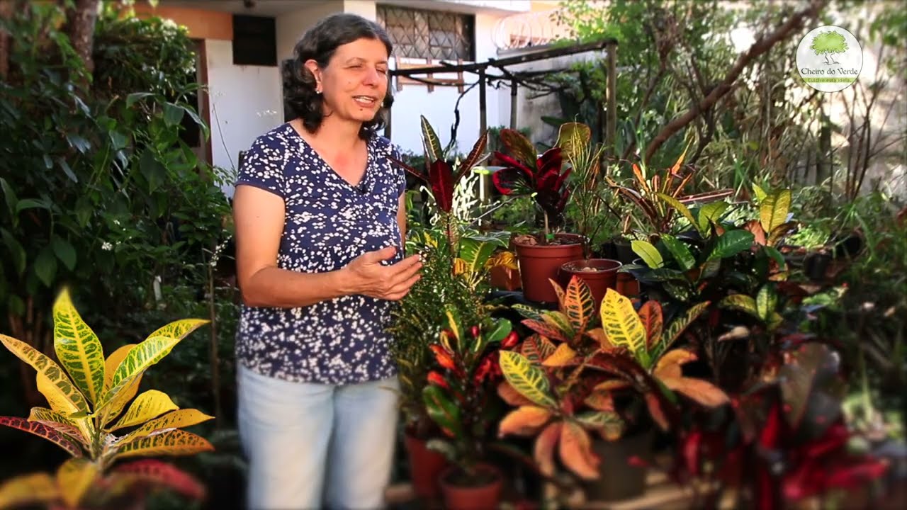 Cróton, uma planta muitas variedades!