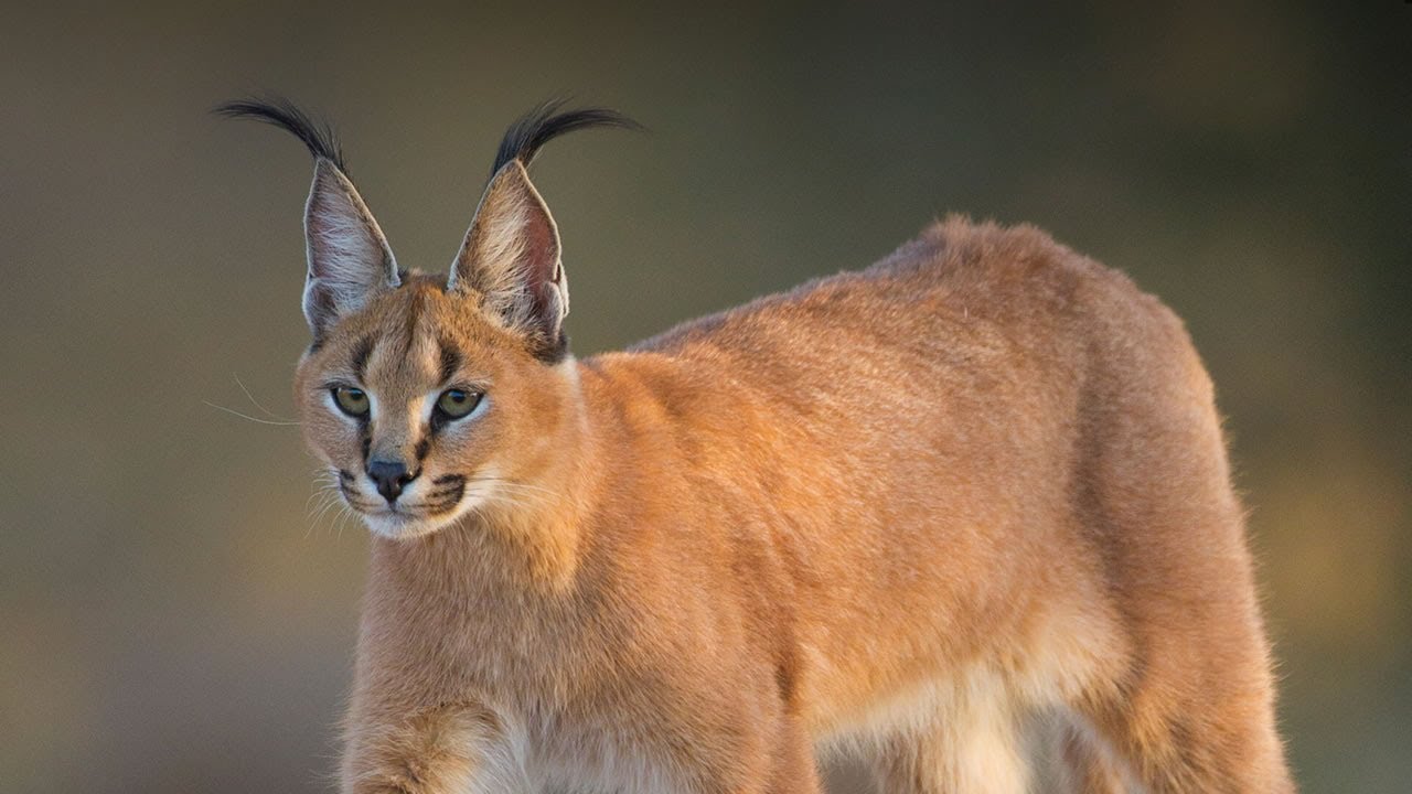 Caracal Dinner Time @ The Fenn Bell Conservation Project Funny Cat Fail