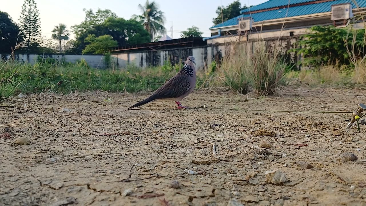 โผนให้นกป่าล่วง@ปลาหมอคางดำ