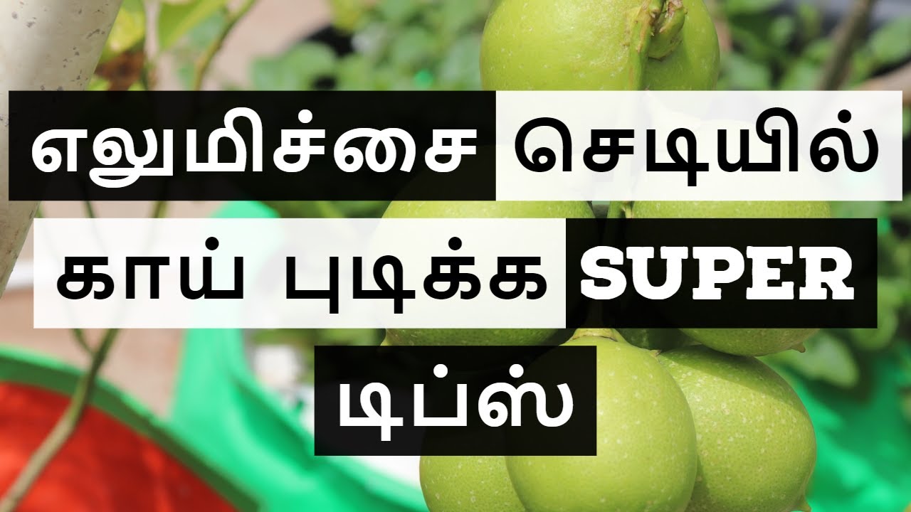 How I grew this Lemon plant From seed ? | எலுமிச்சை செடியில் காய் புடிக்க சில டிப்ஸ்