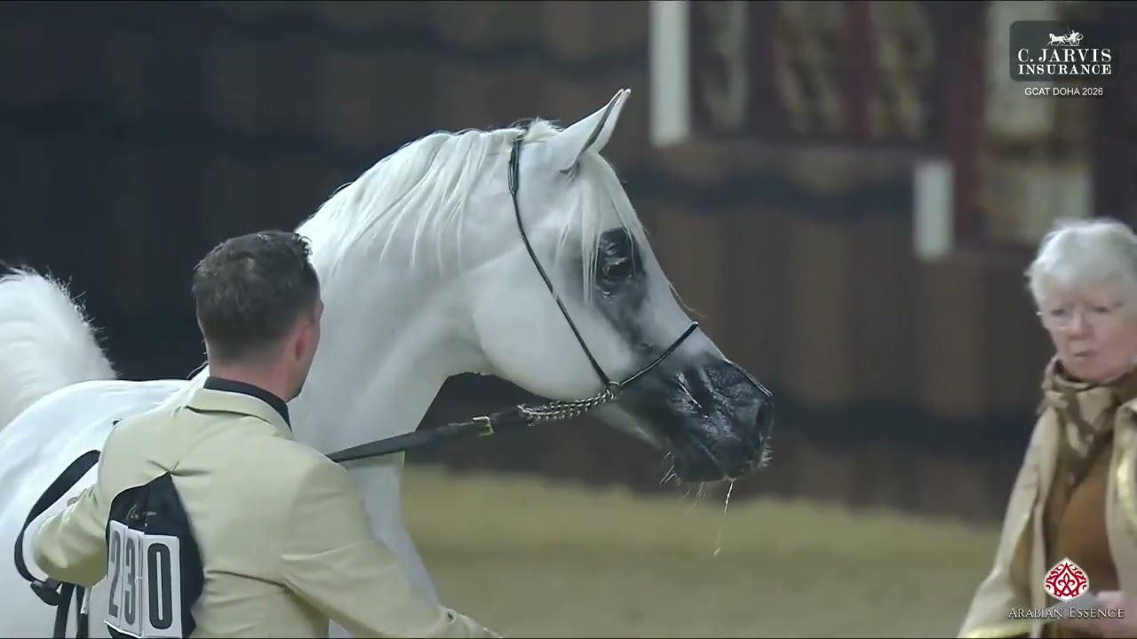N 230 LAMAH AL NAIF   GCAT Doha 2026   Stallions 11+ Years Old Class 12