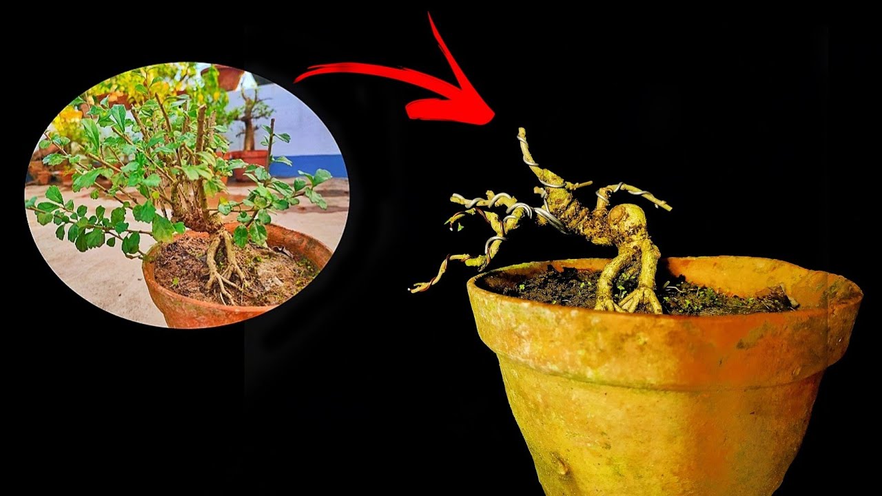 Fukien tea tree cutting and wireing || part- 1 || sani Bonsai zone