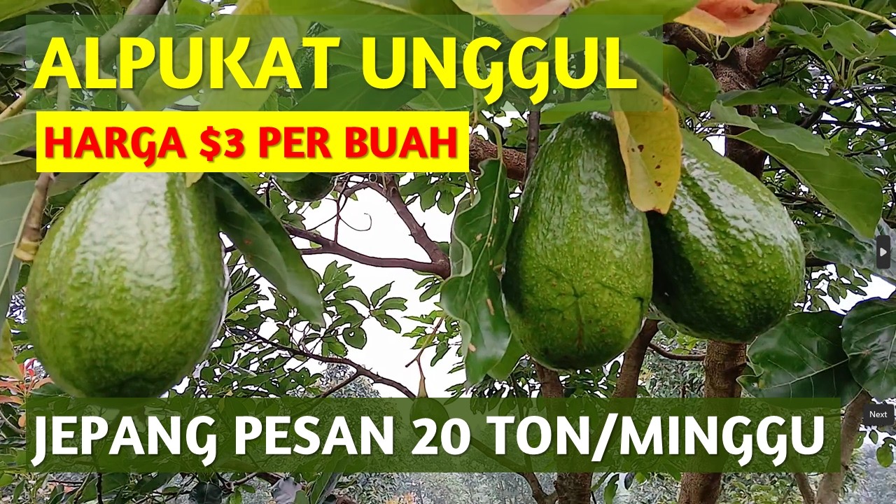 Alpukat Unggul Varietas Baru yang Siap Mengalahkan Hass