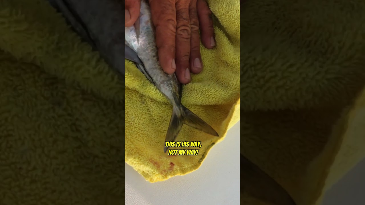 How they Rig a Bait for Slow Trolling in Mexico! - Part 2 #cabofishing #fishingcabo #fishingmexico