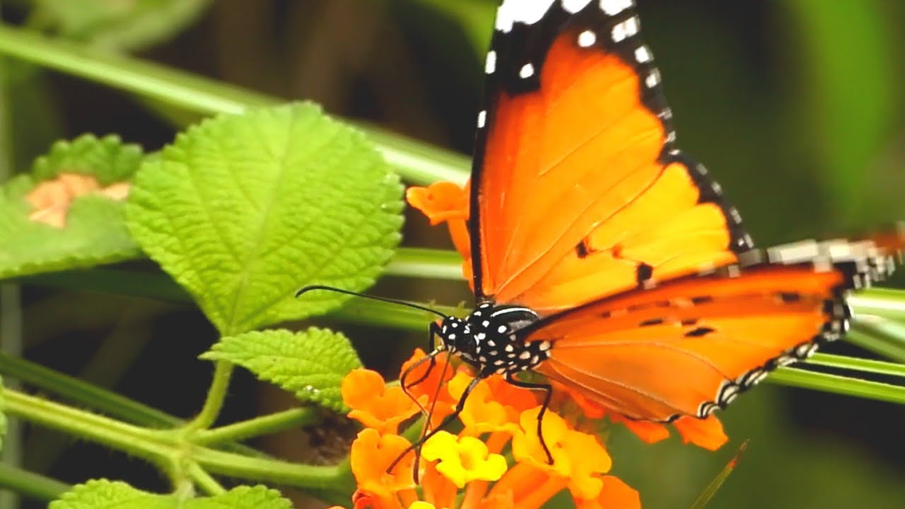 Butterfly survived suck nector flowers | butterfly survival life | animal | wild