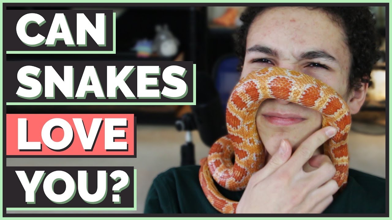Can snakes love their owners?