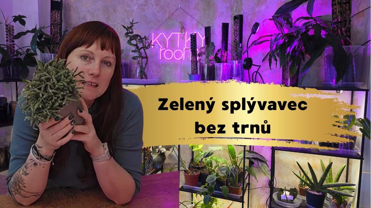 148 Rhipsalis mix a jak o něj pečovat.