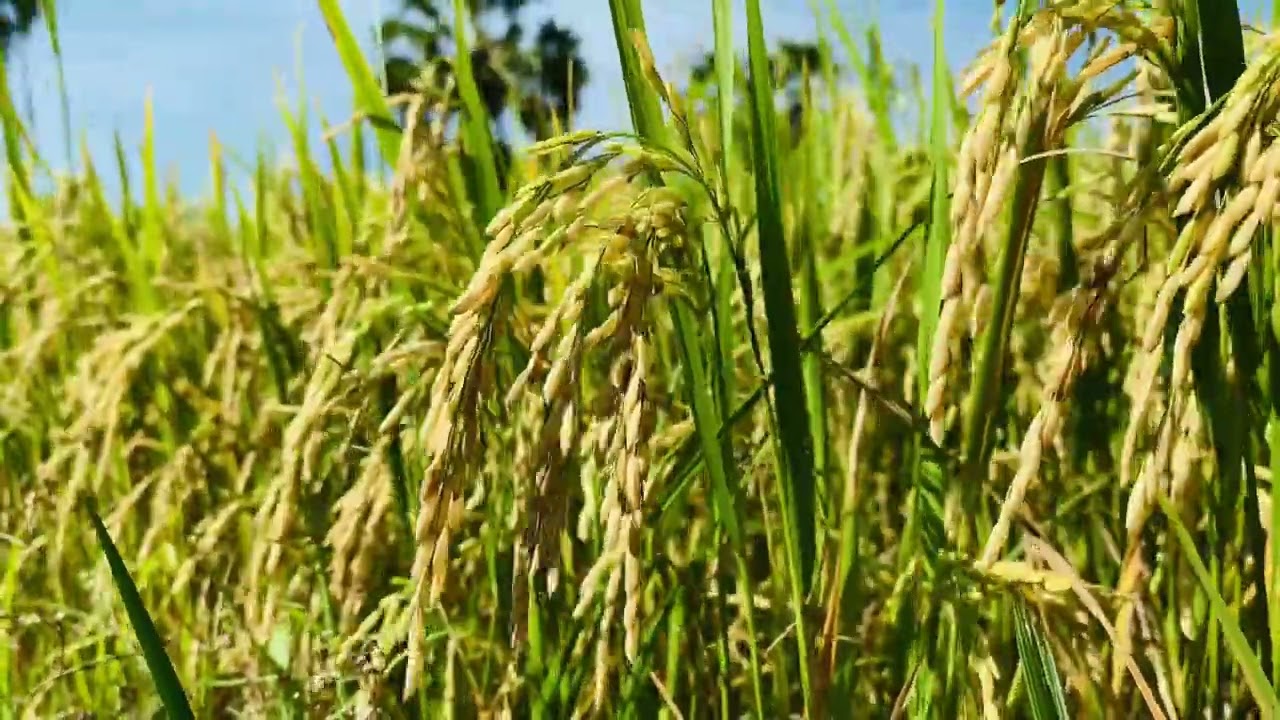 Rice field Footage 2 - |Cambodia Wonder|