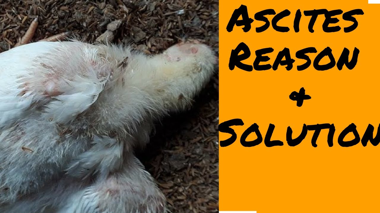 Ascites  | excess water in Stomach | Reason and Solution in Poultry's Bird.