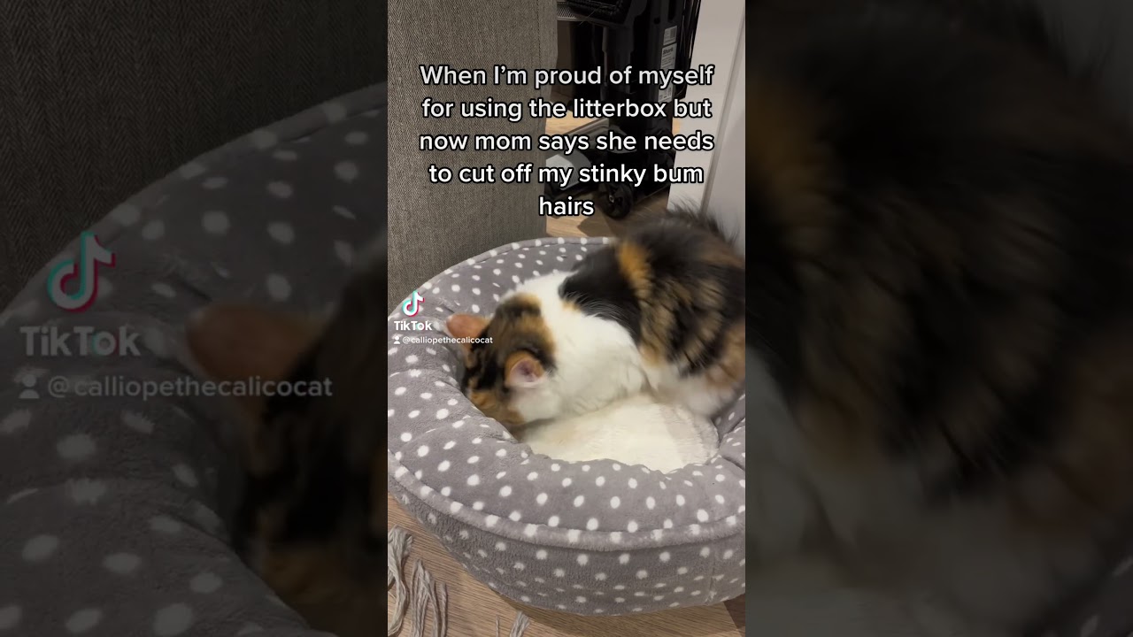 Embarrassing #kitten #cat #kittensoftiktok #catsoftiktok #calicocat