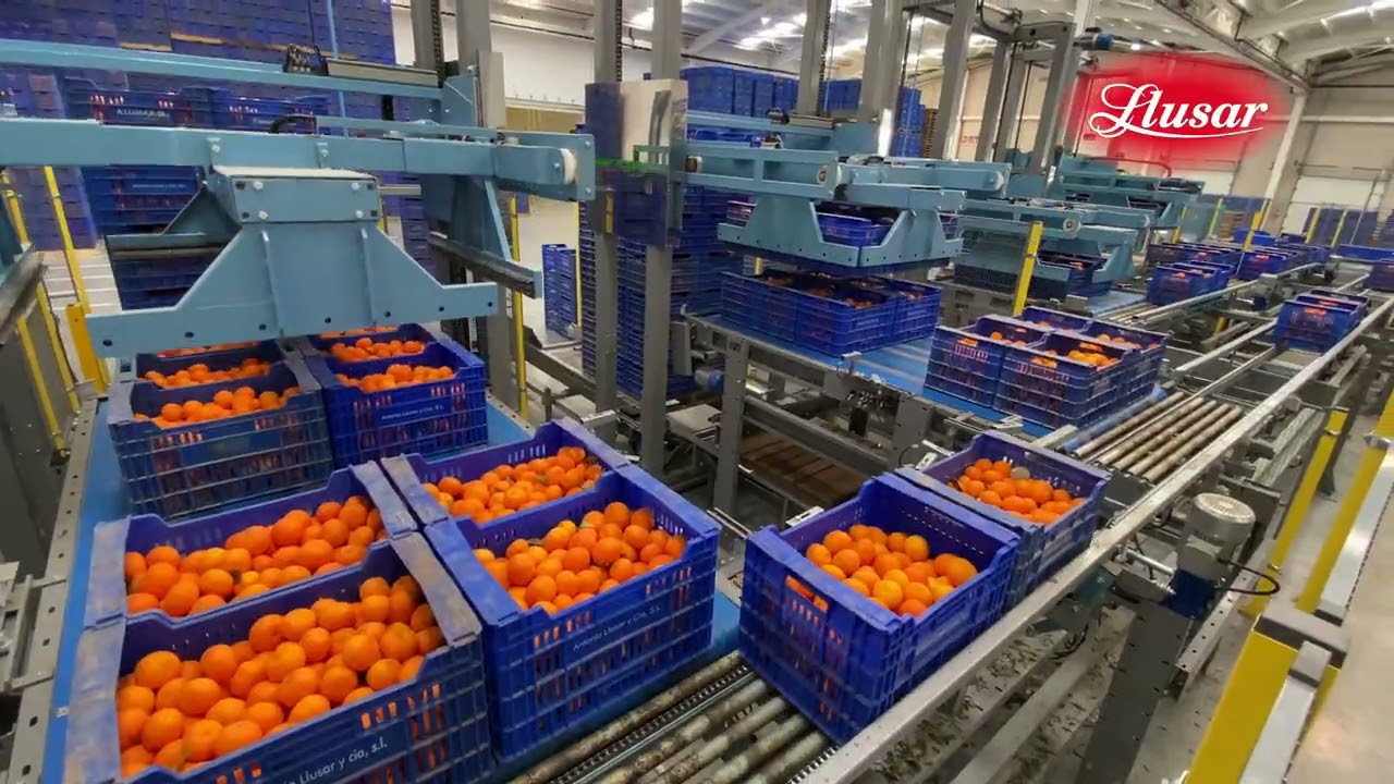 DETRÁS DE CADA NARANJA LLUSAR