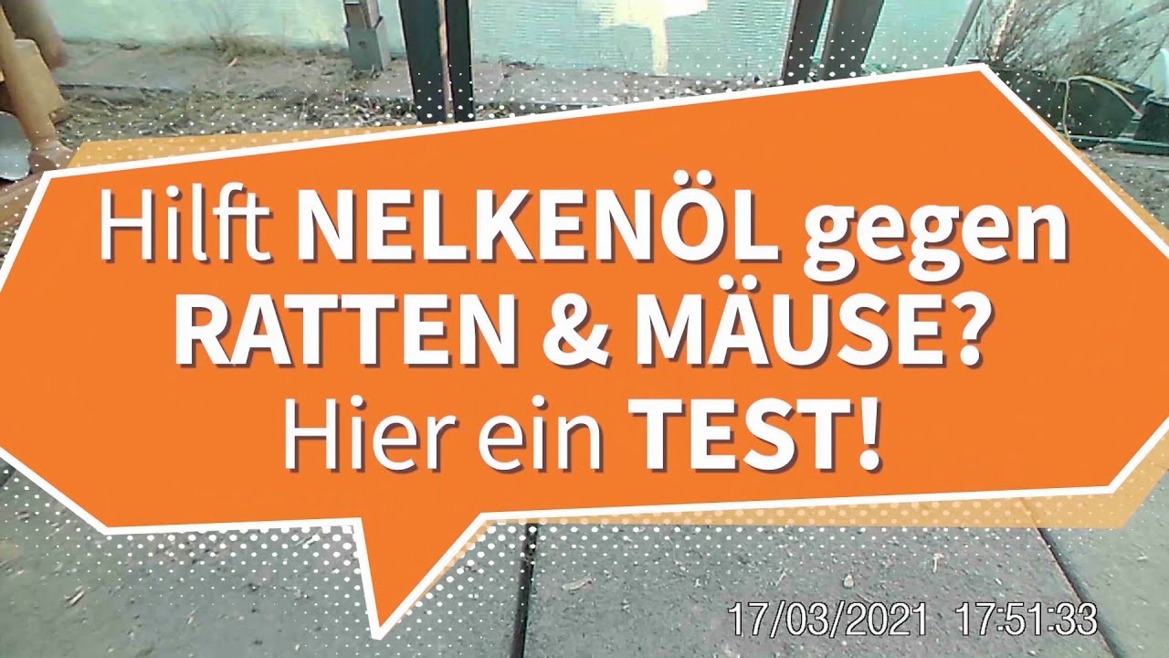 Nelkenöl gegen Ratten & Mäuse? Wirkung im Test | Mini-Experiment