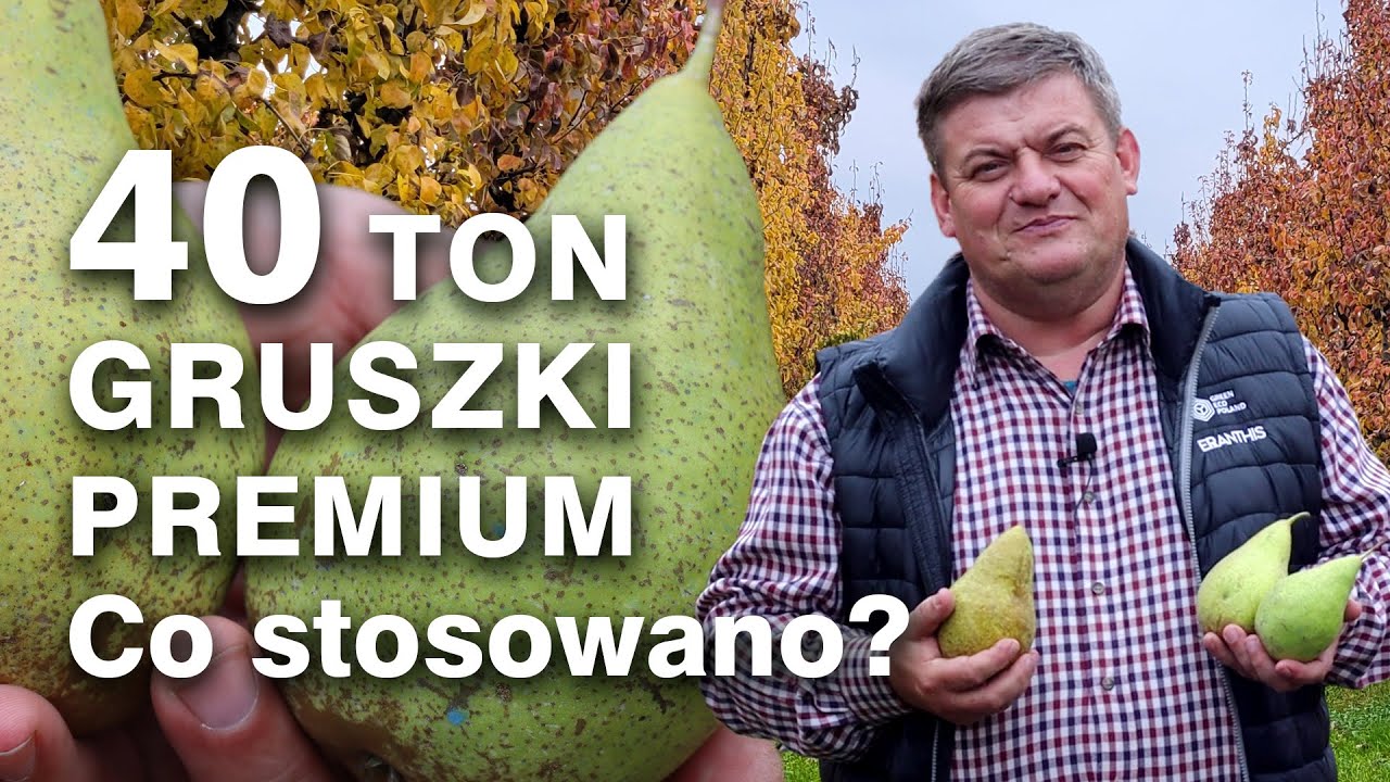 40 ton #gruszki jakości premium - Zbyszek Marek