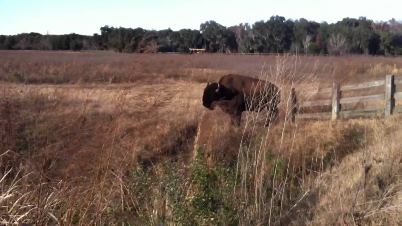 Bison on Paynes Prairie Preserve