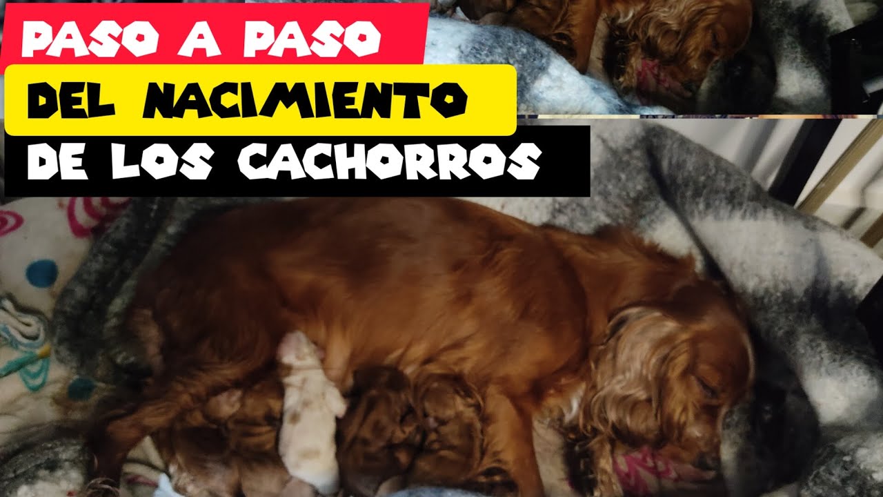 verás todo el proceso desde la monta,hasta el nacimiento de los cocker  ingleses