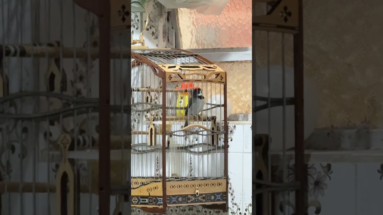 COLEIRO VELOCISTA DMT ( criadouro Moraes) #passaros #passarinho #coleiro #aves #coleirovelocista