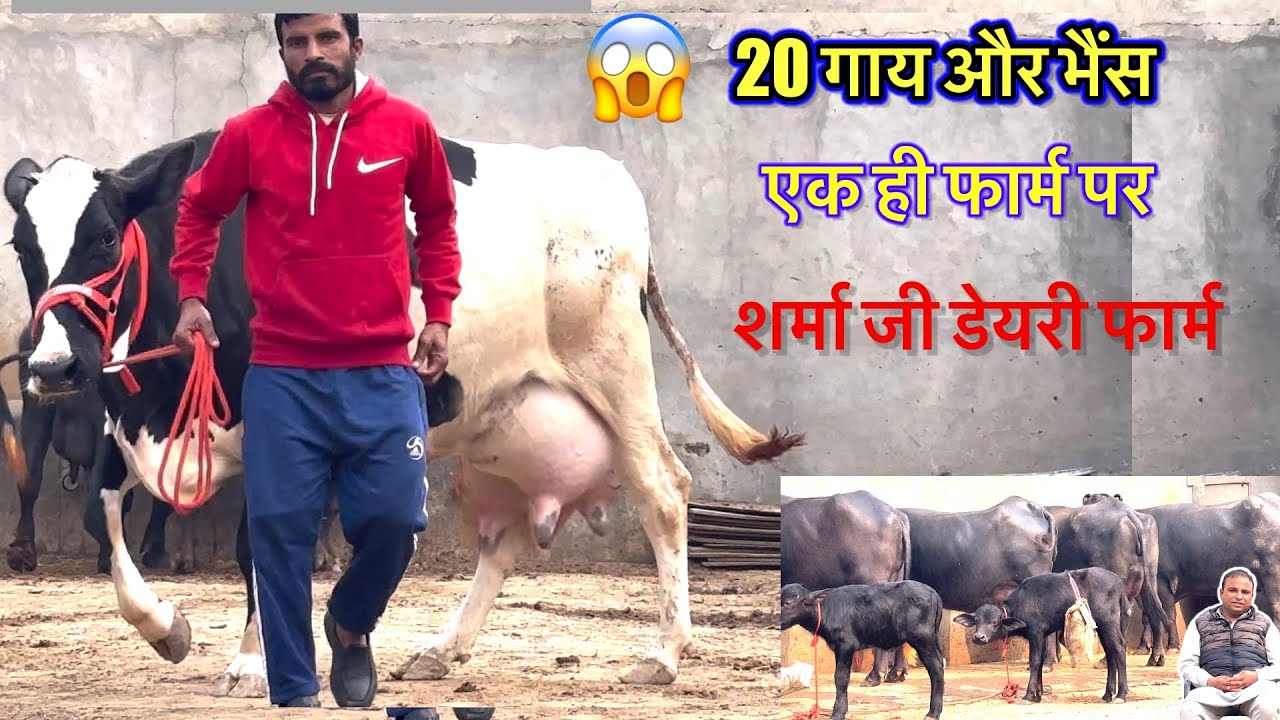 20 गाय और भैंस बिकाऊ( शर्मा जी डेयरी फार्म ) बहुत ही बड़ा फार्म #rajusirsa 