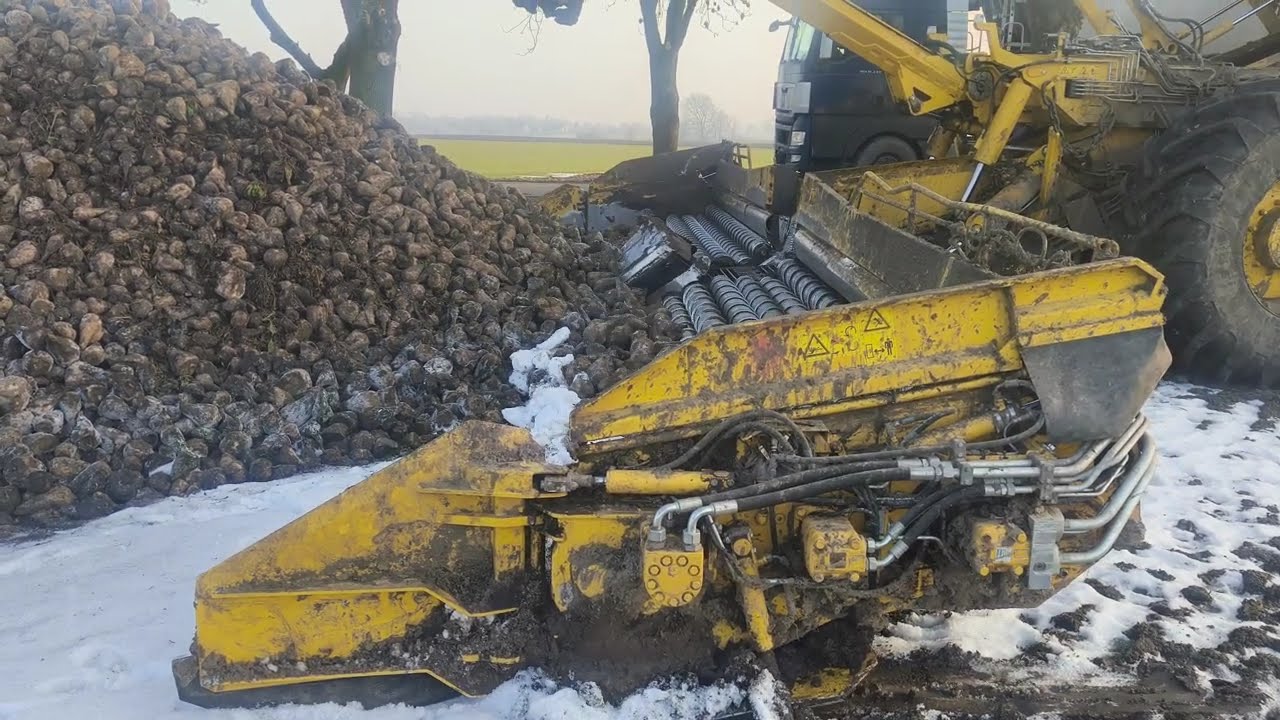 Załadunek buraków cukrowych kampania 2025
