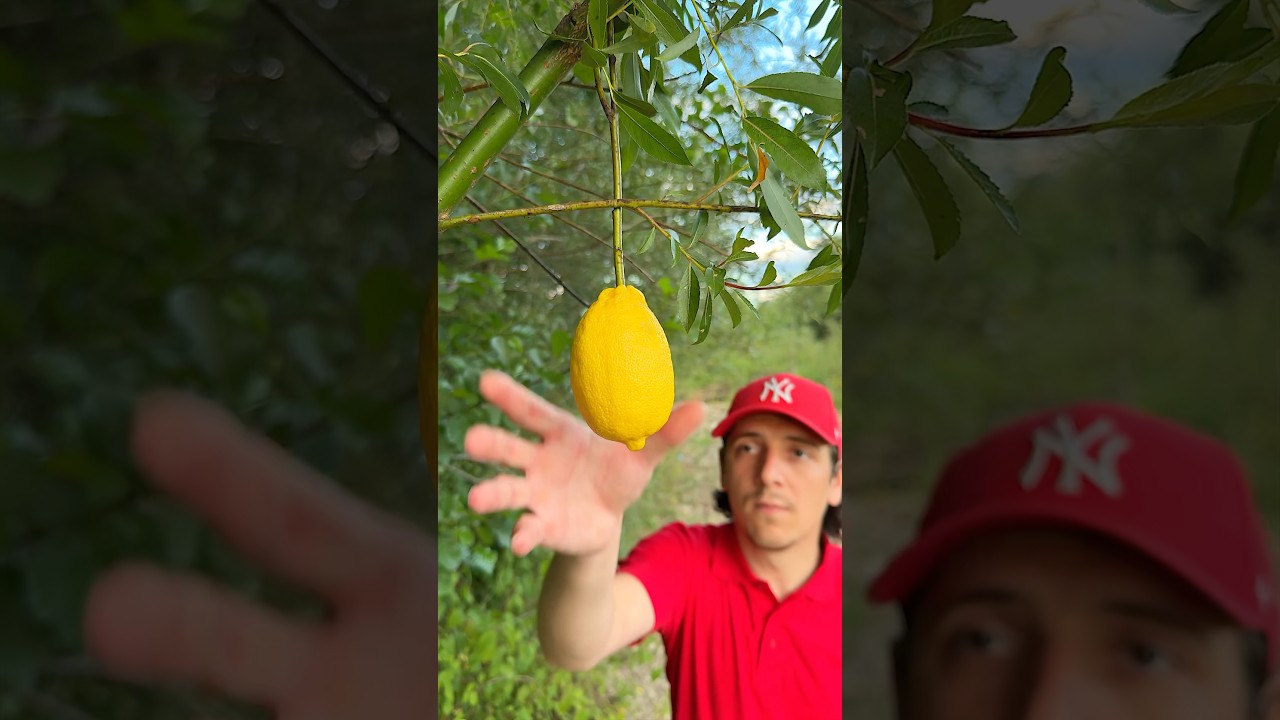 ✅ The guy made a Lifehack for Survival in the wild 🌳🍋 #survival #camping #outdoors #bushcraft