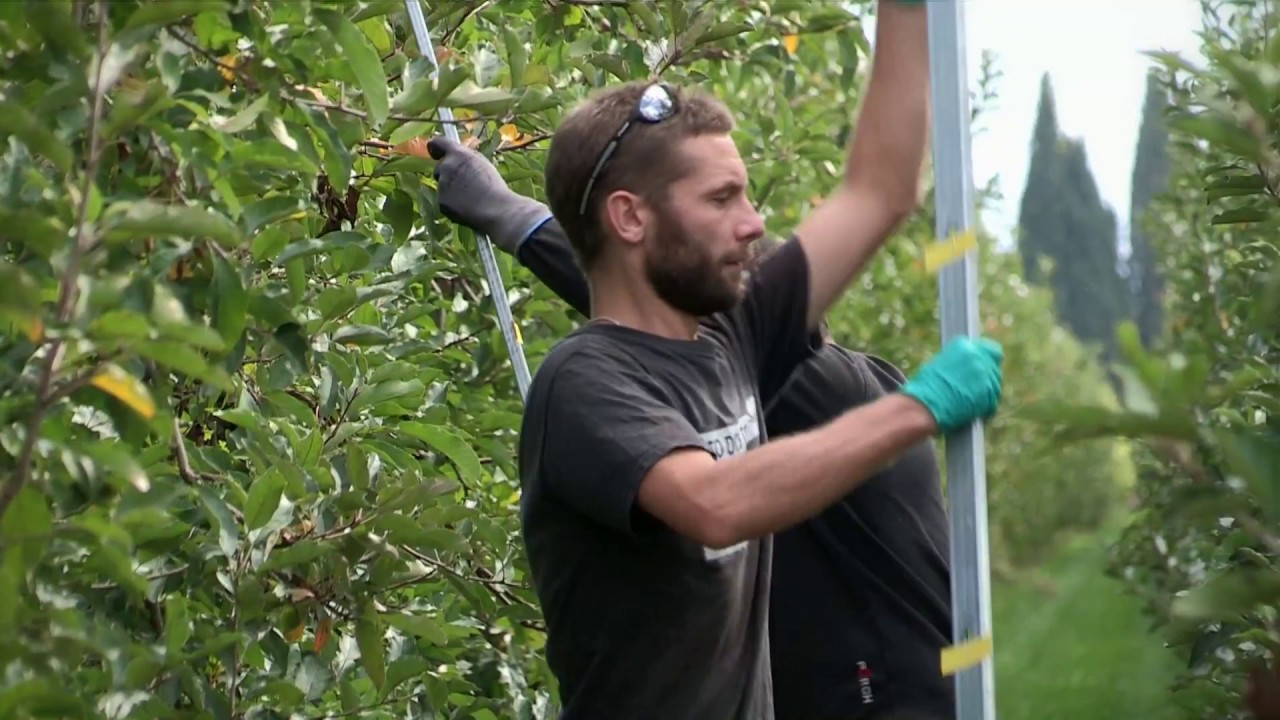Réduire les dérives de traitement en arboriculture