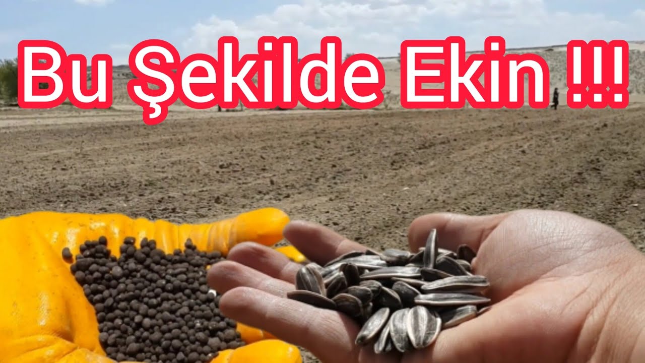 AYÇEKİRDEĞİ NASIL EKİLİR ? ÇİFTÇİDEN ÖĞRENİN