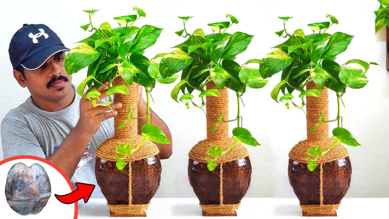 how to make beautiful coconut pots for plants /money plant decoration /gardening ideas for home